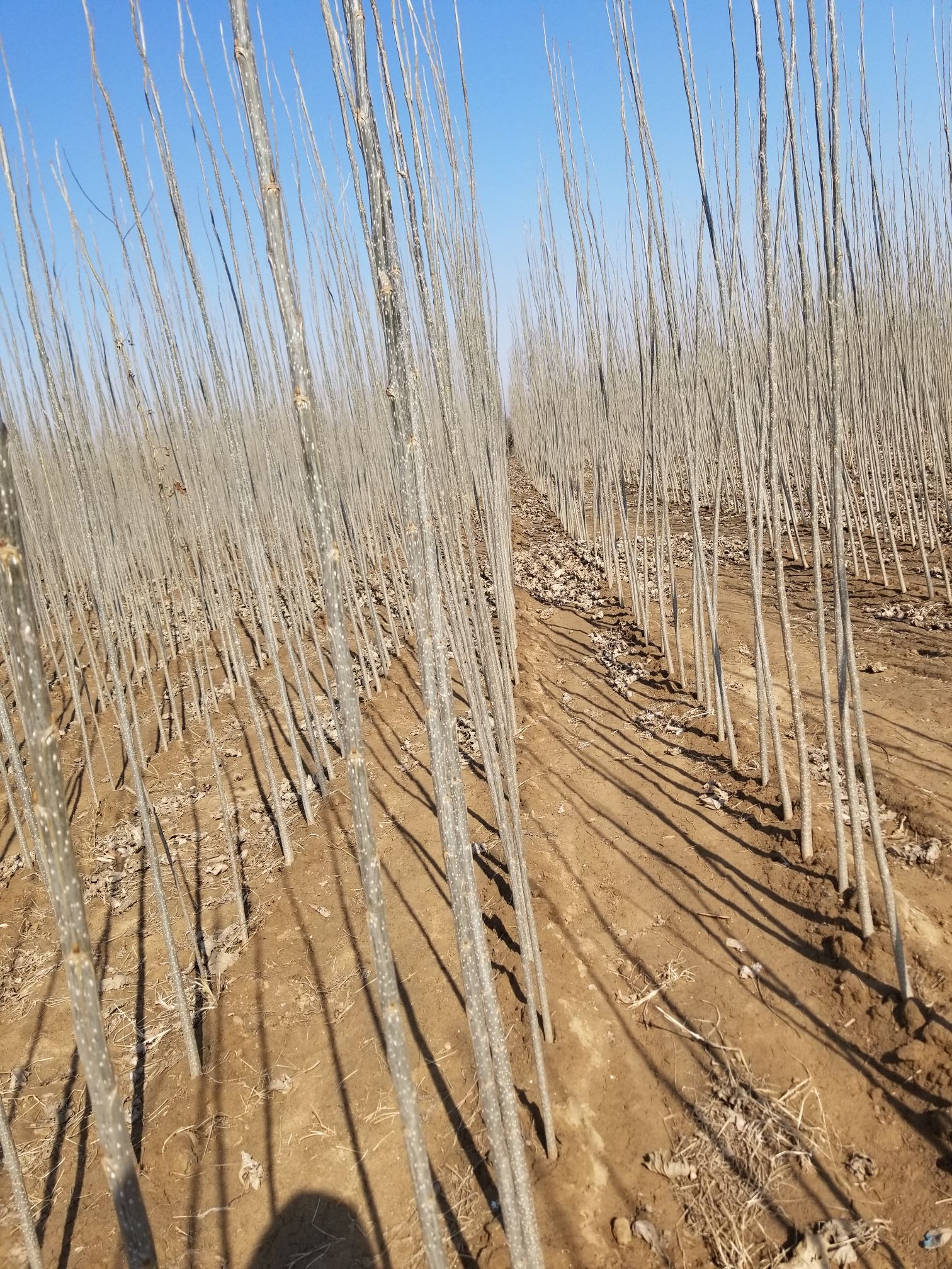 楊樹苗批發(fā)價格探索之旅，自然美景的探尋與發(fā)現(xiàn)