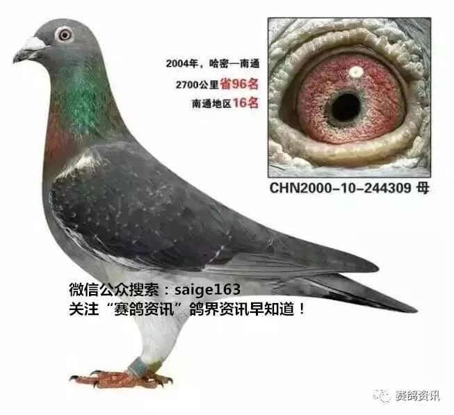 揭秘獨(dú)家自制賽鴿比賽提速藥秘訣，輕松贏在起跑線！