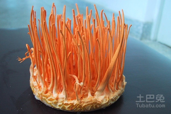 蛹蟲草價(jià)格及購(gòu)買指南