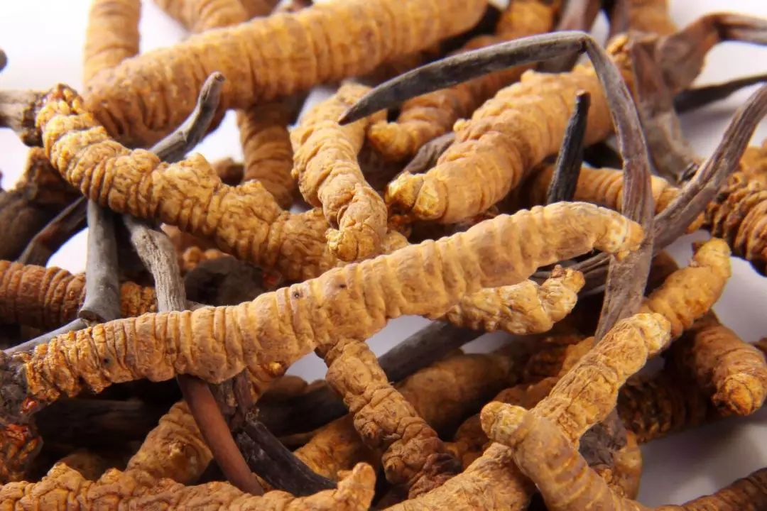 蛹蟲草價(jià)格及購(gòu)買指南