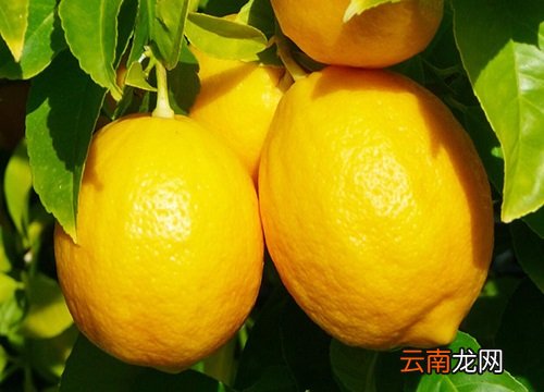 檸檬上市時間,檸檬上市時間，全面指南