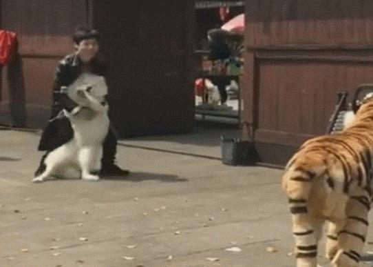 比格犬價(jià)格揭秘，一場(chǎng)友情的溫馨旅程開啟愛與忠誠的旅程