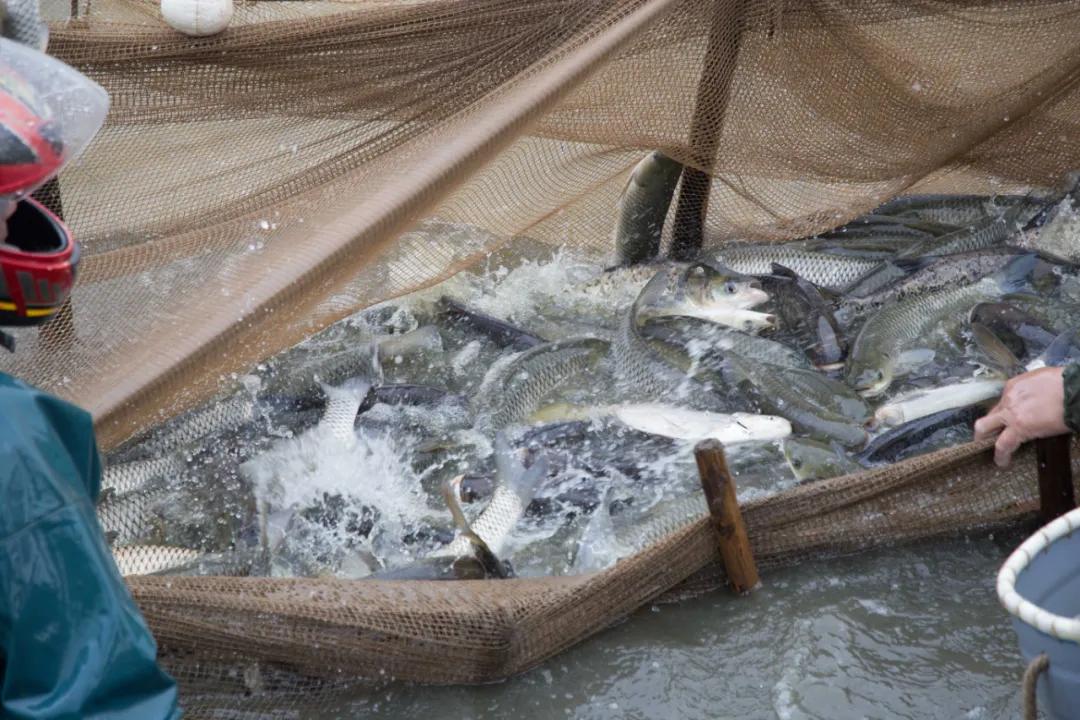 草魚最新價(jià)格行情及其背后的故事