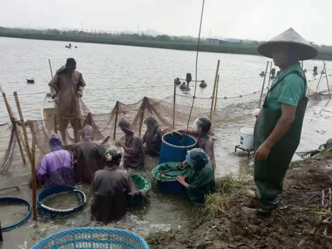 草魚最新價(jià)格行情及其背后的故事