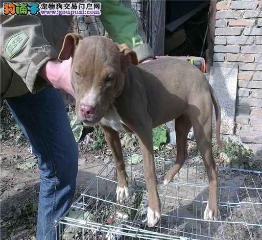 比特羊最新資訊,比特羊最新資訊，引領(lǐng)數(shù)字時代的先鋒力量