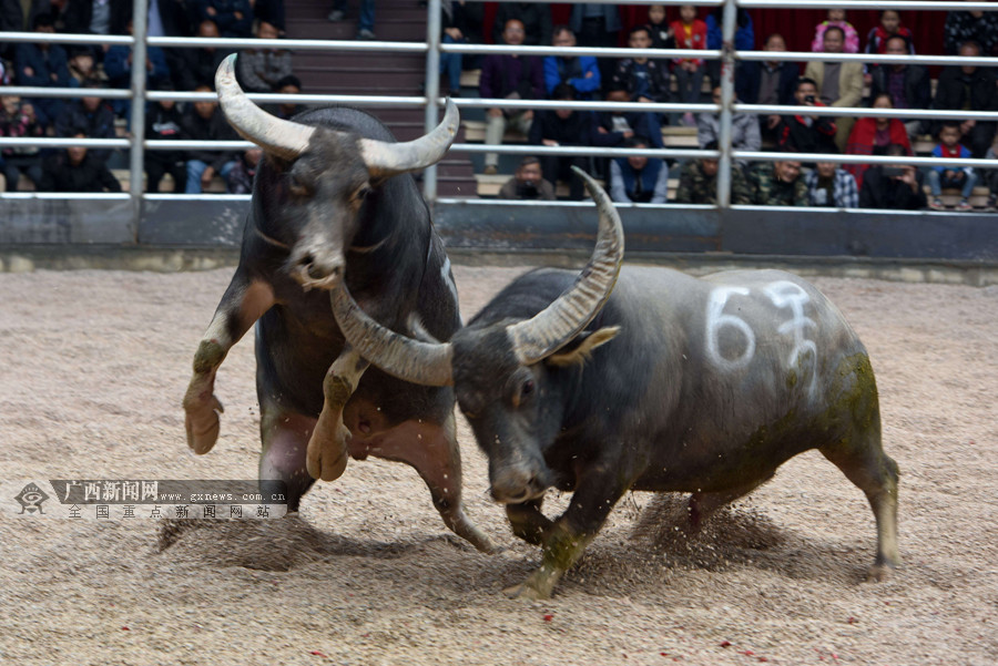 廣西牛王大賽震撼賽場(chǎng)，最新視頻展現(xiàn)牛氣沖天！