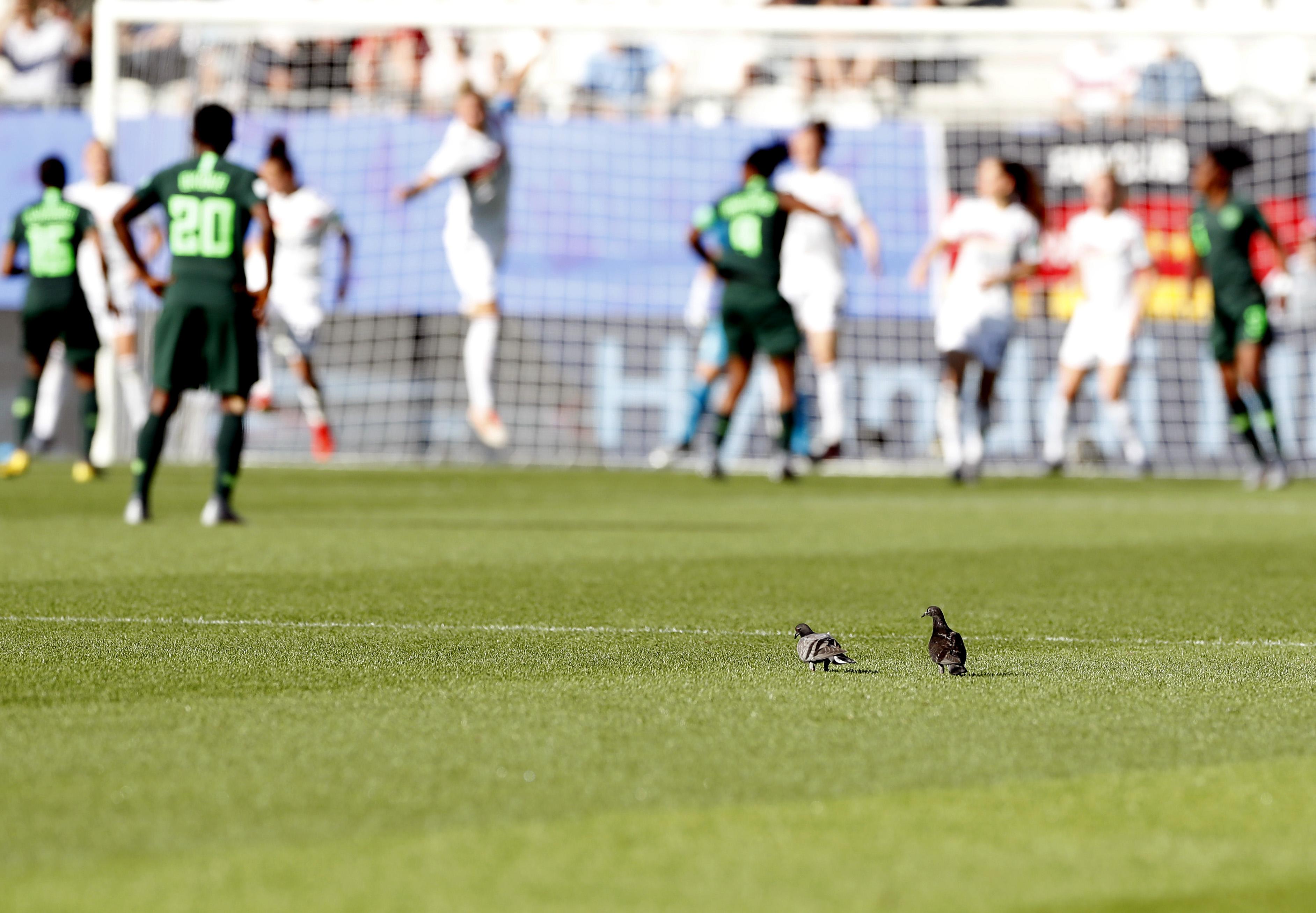 飛翔的夢想與現(xiàn)實，鴿子比賽全程精彩實錄