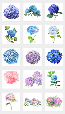 小紅書推薦，繡球花動(dòng)漫的魔法世界