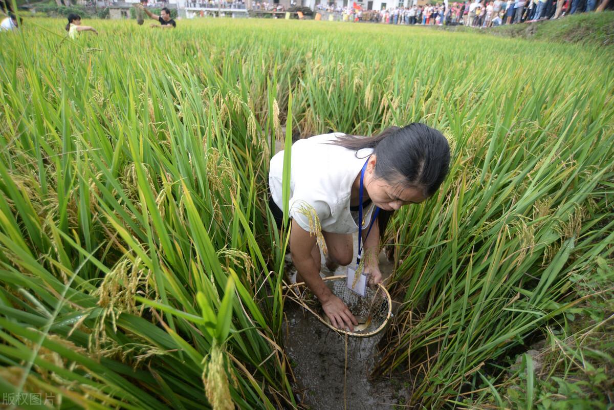 大米行情解析，市場(chǎng)走勢(shì)及影響因素深度剖析