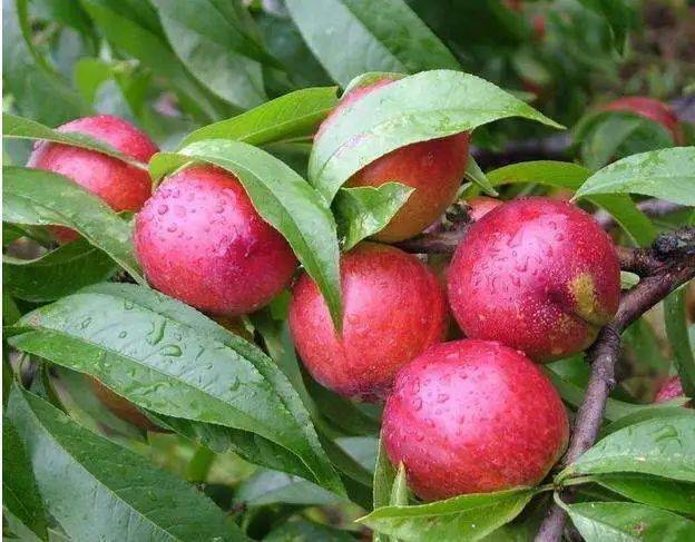 威縣桃行情深度解析，概覽市場趨勢與前景展望