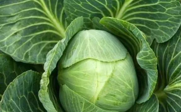 包菜價(jià)格最新行情及分析概述