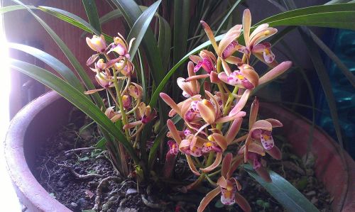 蘭花市場(chǎng)行情分析，市場(chǎng)趨勢(shì)與動(dòng)態(tài)概覽