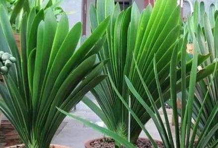 葉綠更新，植物生命力與科技融合的新篇章