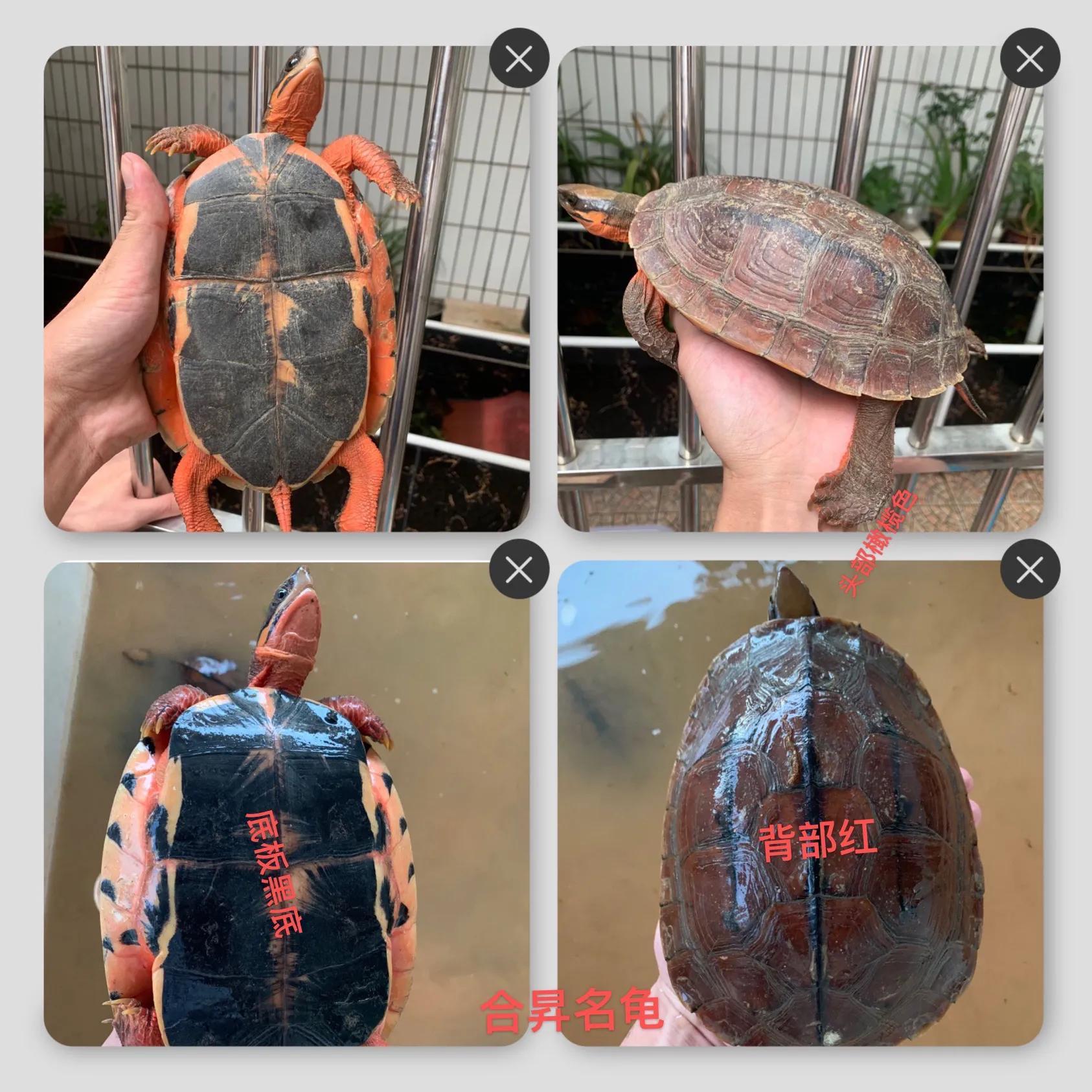 石金錢龜行情走勢分析