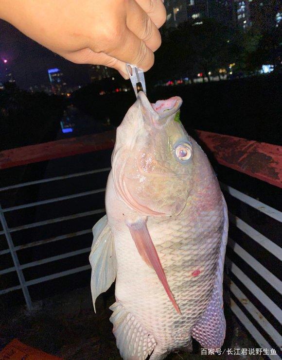 不斷學(xué)習(xí)中捕撈成功的魚(yú)，最新捕魚(yú)技巧分享