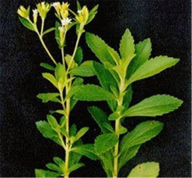 2017年甜葉菊市場(chǎng)行情,2017年甜葉菊市場(chǎng)行情指南