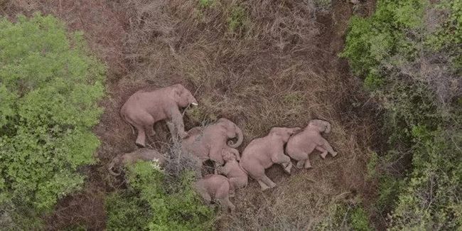 野生象群動(dòng)態(tài)觀察與研究簡報(bào)