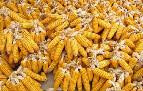 長治玉米市場價格動態(tài)，與自然美景的對話之旅