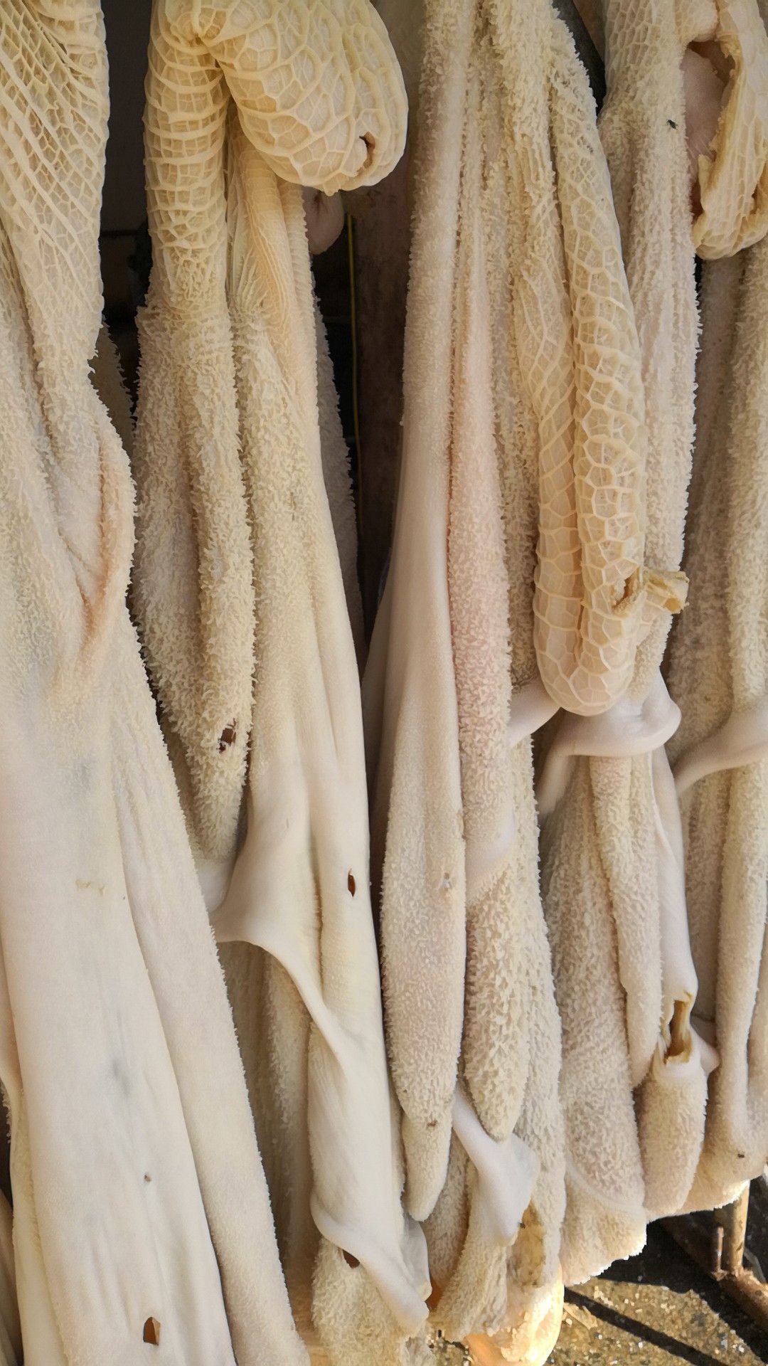 牛肚批發(fā)價格揭秘，小巷特色小店的探索之旅