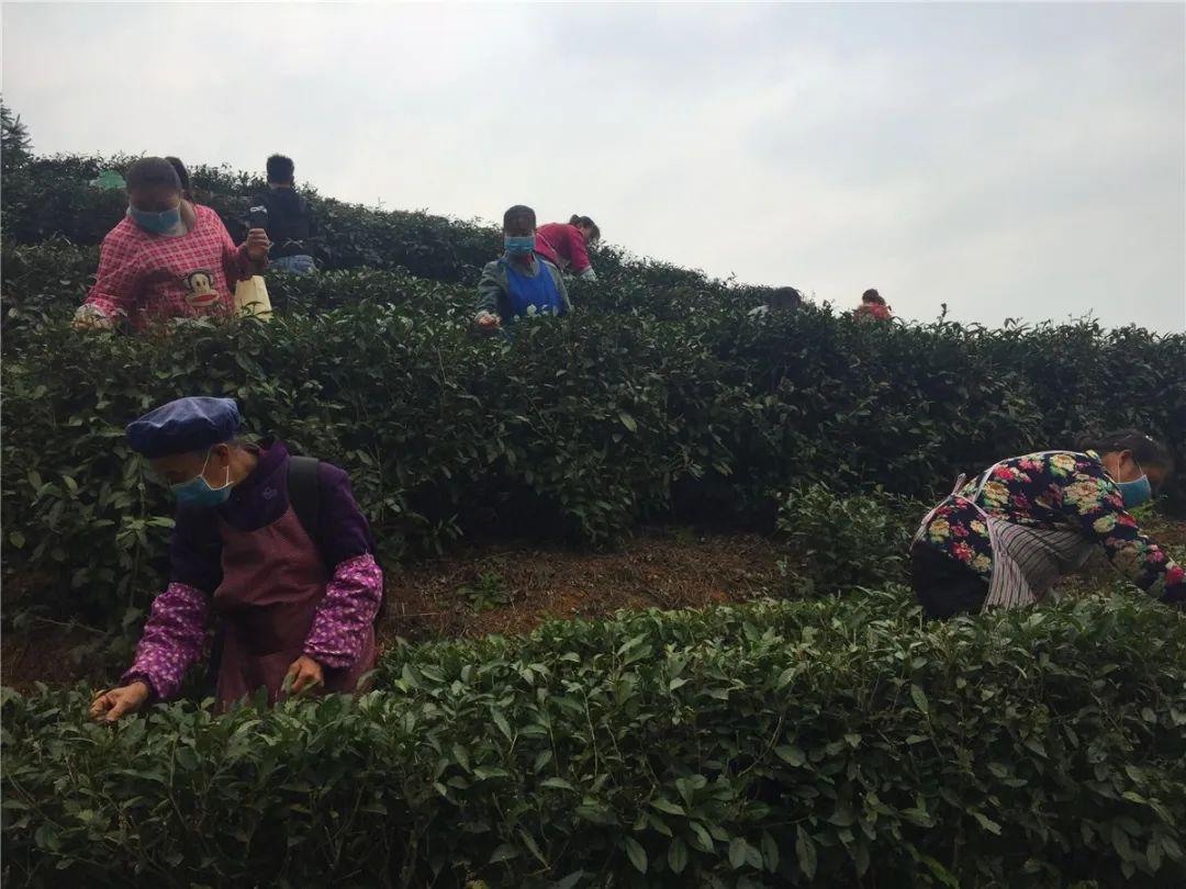 貞豐小屯鎮(zhèn)動(dòng)態(tài)資訊，探索自然美景，尋覓內(nèi)心平和之旅