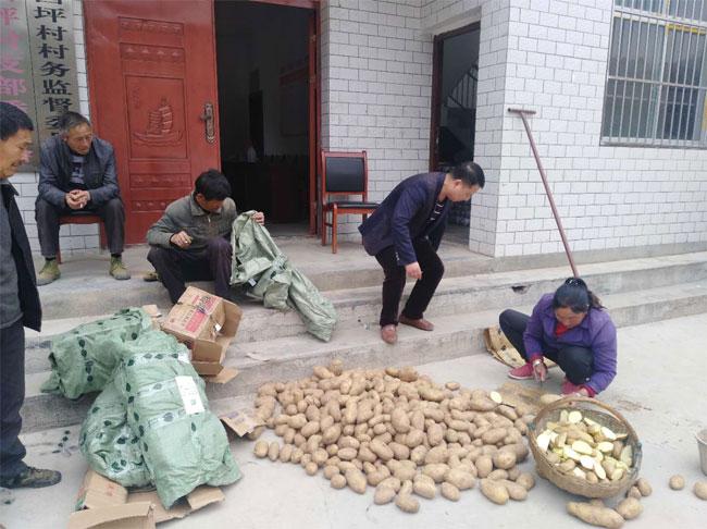 帶你走進五彩斑斕的土豆世界，最新土豆品種介紹