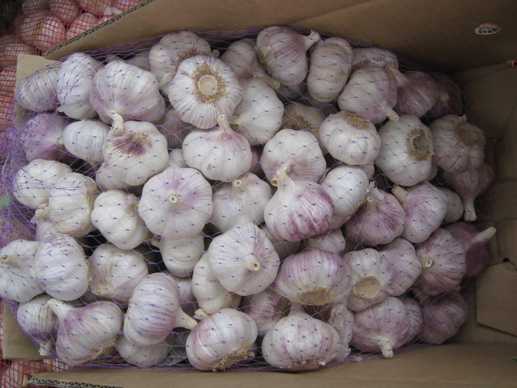 金鄉(xiāng)大蒜今日最新價格及市場走勢與產(chǎn)業(yè)洞察分析