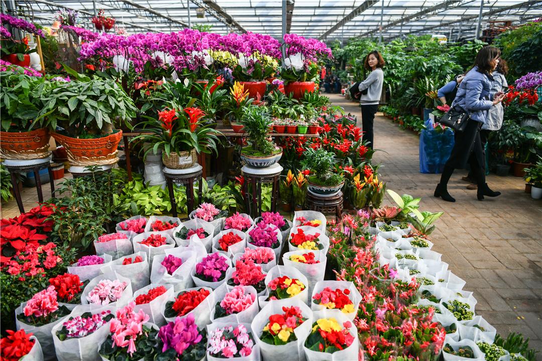 科技引領下的花卉市場新紀元，各種鮮花批發(fā)價格解析