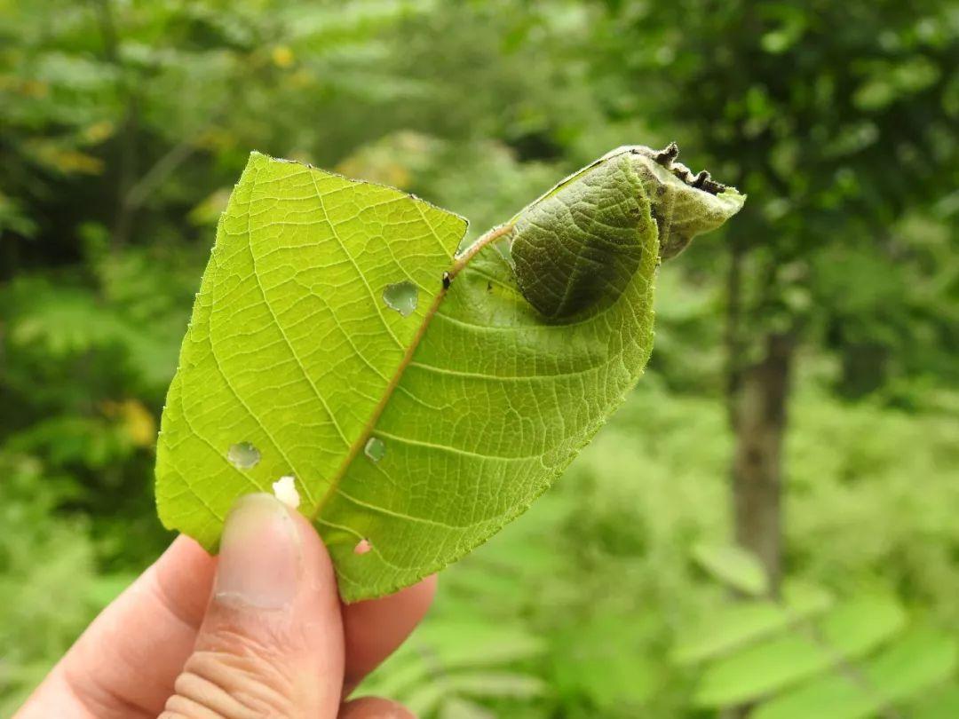 最新野外汽車體驗(yàn)之旅，駛向自然，探尋內(nèi)心平靜之道