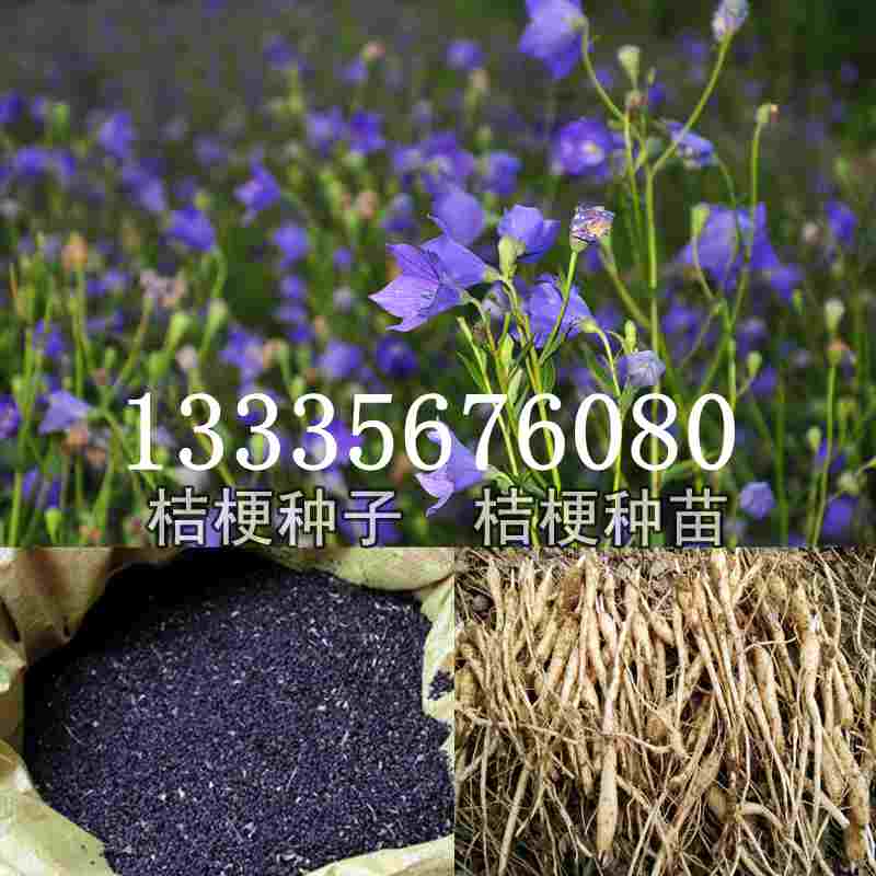 桔梗最新市場價格及市場趨勢深度解析