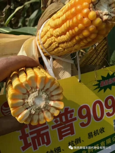 最新國審瑞普909品種，農(nóng)業(yè)發(fā)展的雙刃劍揭秘