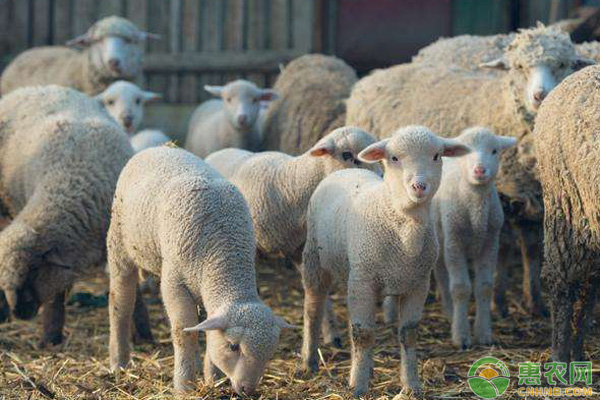 最近幾日活羊價格行情解析與深度探討