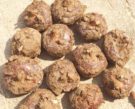 荔浦馬蹄價格行情新鮮發(fā)布，不容錯過！