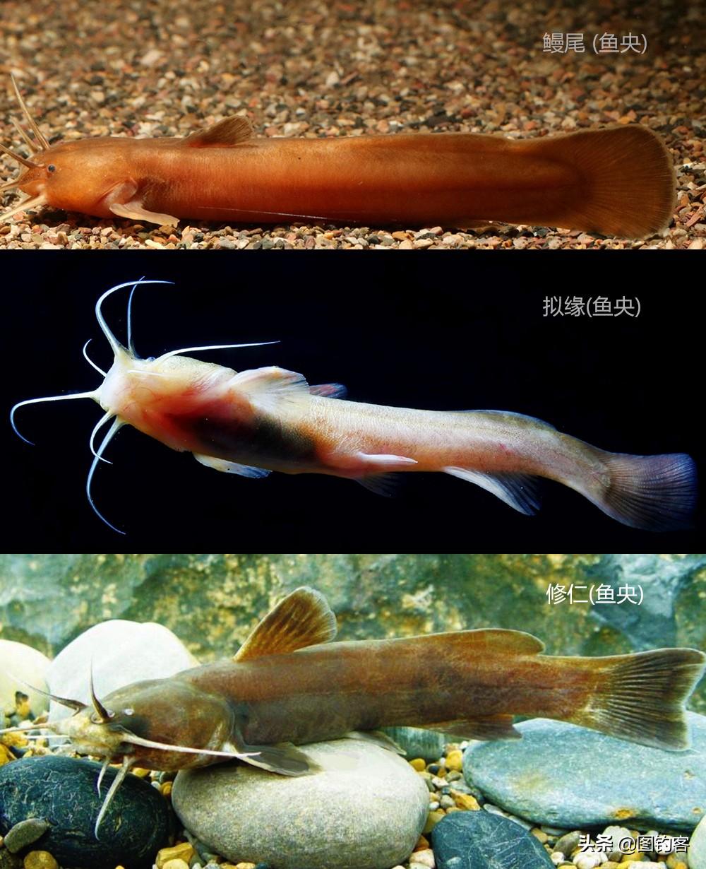 黃顙魚魚苗價(jià)格，歷史背景、現(xiàn)狀與解析