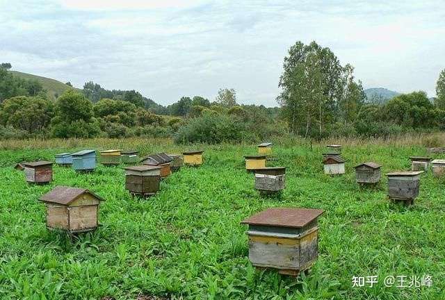 養(yǎng)蜂全步驟指南，把握行情，洞悉養(yǎng)蜂業(yè)發(fā)展趨勢(shì)