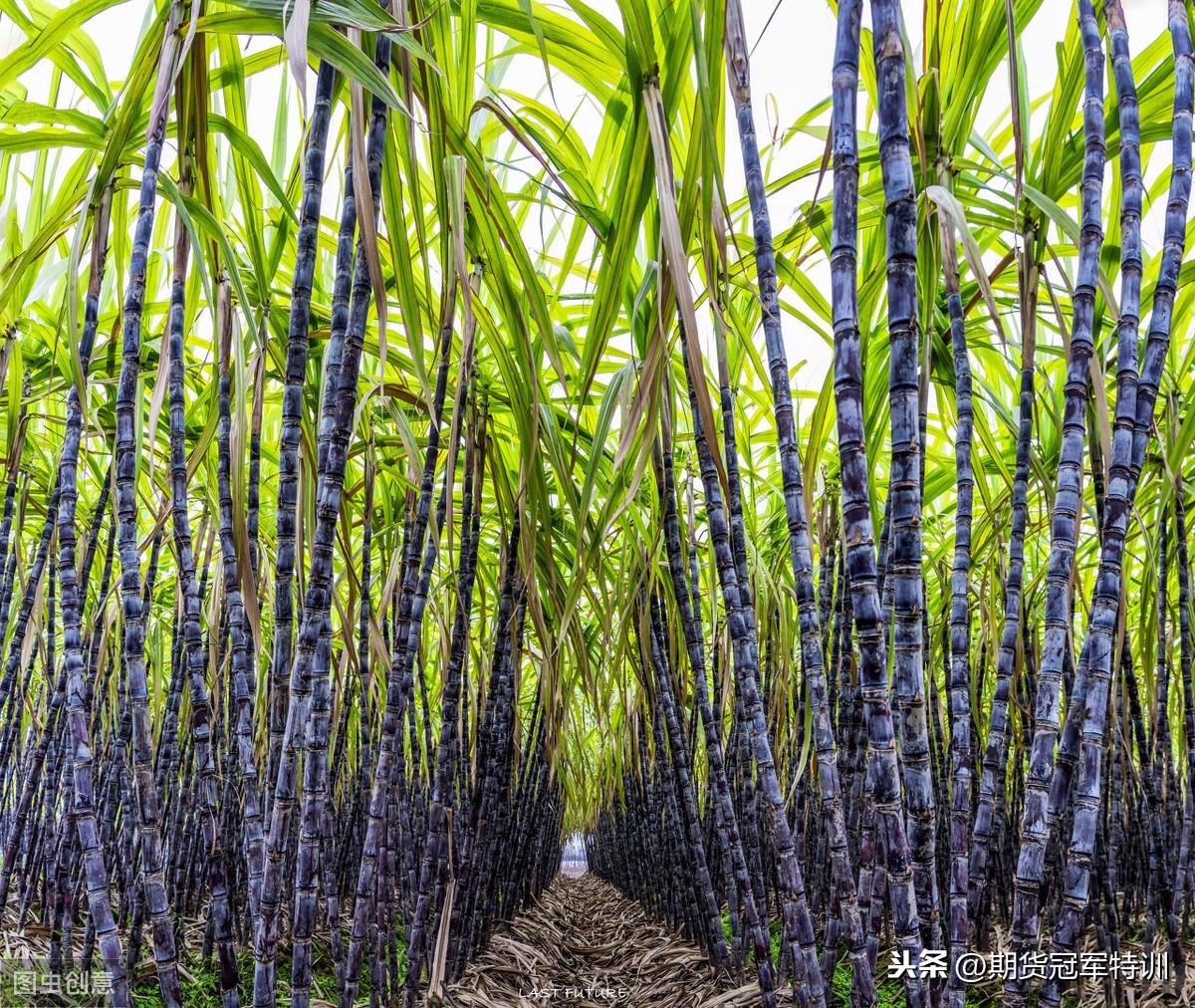 白糖期貨價(jià)格，時(shí)代印記與市場的風(fēng)云變幻