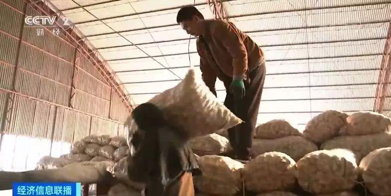 今日金鄉(xiāng)大蒜價格行情，科技引領(lǐng)市場新紀(jì)元