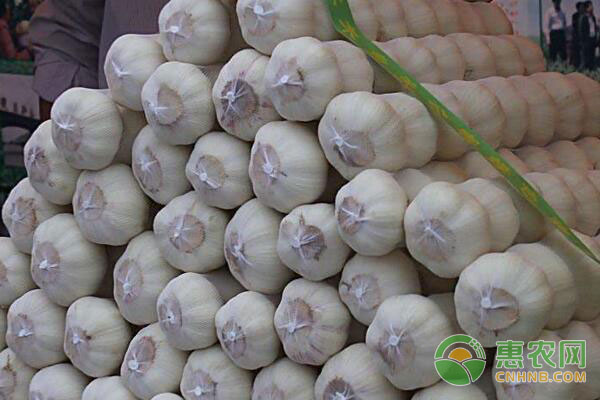 重慶大蒜價(jià)格最新動(dòng)態(tài)，變化中的學(xué)習(xí)助力自信與夢(mèng)想實(shí)現(xiàn)