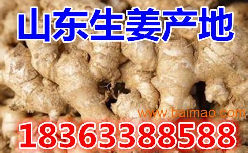 生姜價格動態(tài)，市場走勢分析與預測