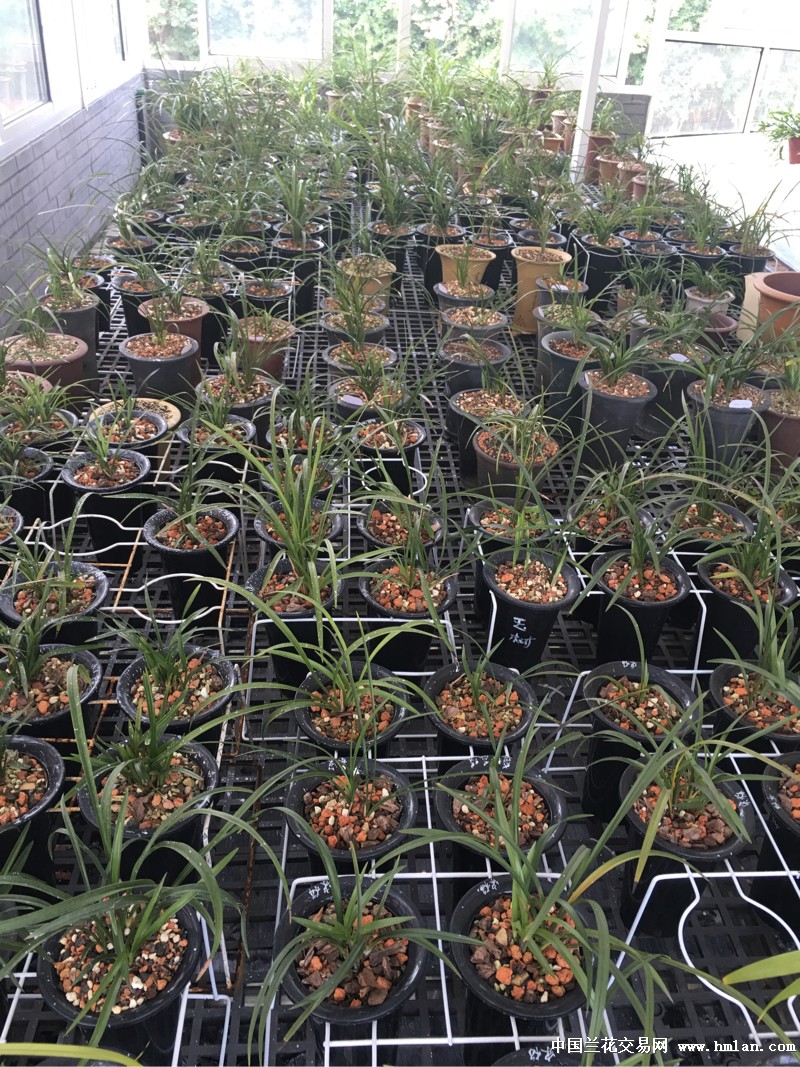 深度洞察2016蘭花市場(chǎng)行情，繁榮背后的故事