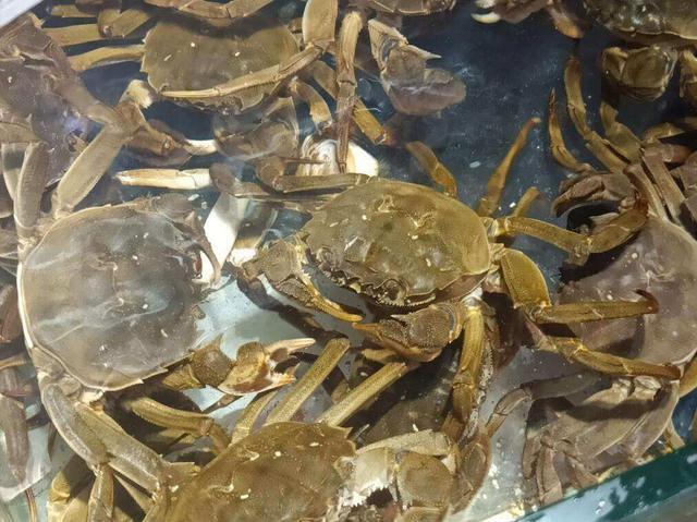 螃蟹的價格揭秘，一次自然美景探索之旅的收獲與體驗