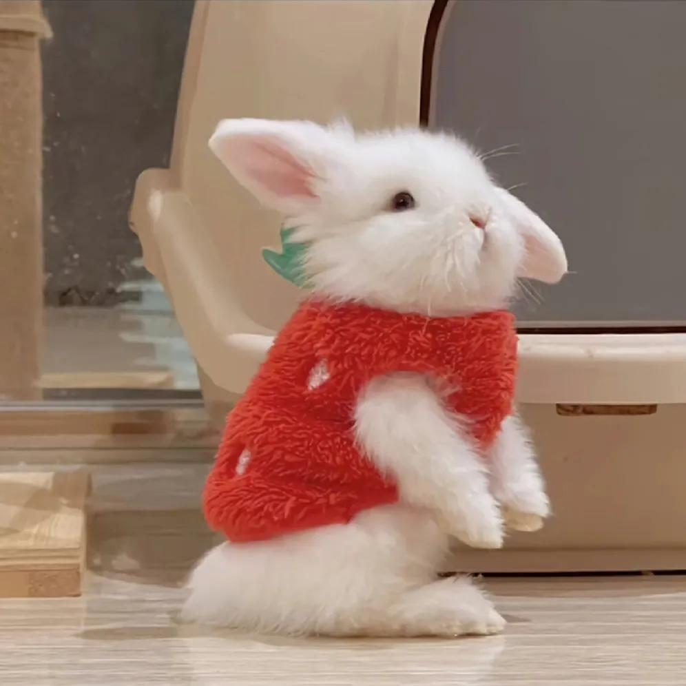 最新可愛(ài)頭像，時(shí)尚潮流中的萌文化表達(dá)新風(fēng)尚