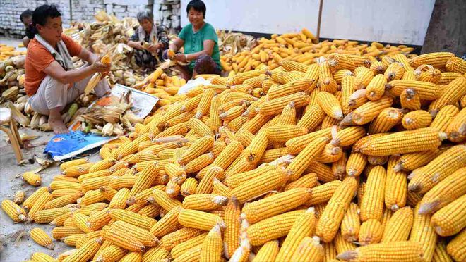 山東玉米最新價(jià)格及巷弄深處的玉米香介紹