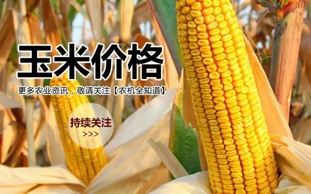 山東玉米最新價(jià)格及巷弄深處的玉米香介紹
