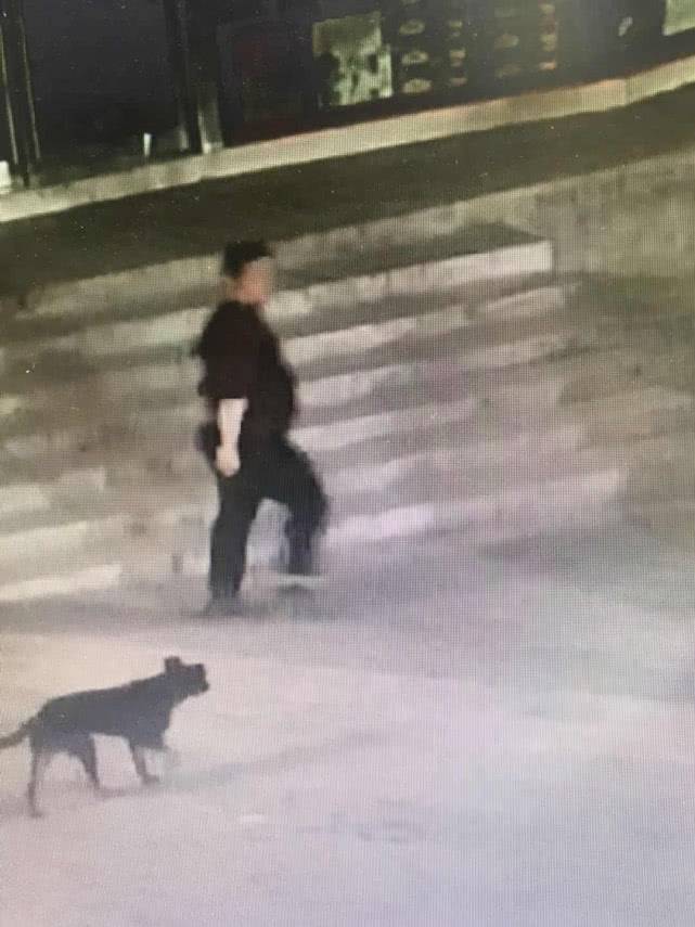 撞狗事件追蹤進展及后續(xù)發(fā)展