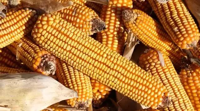 林州玉米最新行情與心靈寧靜之旅