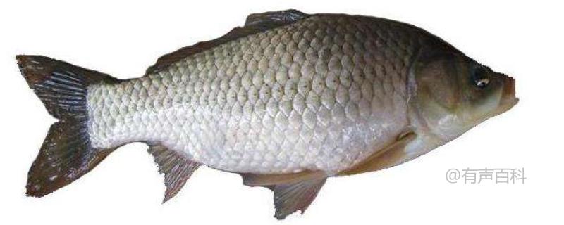 最新鯽魚品種詳解，探索新品種的魅力