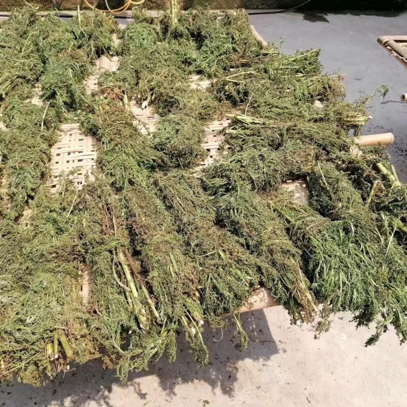 青蒿行情,青蒿行情與友情的小確幸