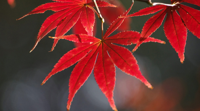 羽毛楓價(jià)格震蕩下跌背后的機(jī)遇與挑戰(zhàn)，學(xué)習(xí)與成長的探索之旅