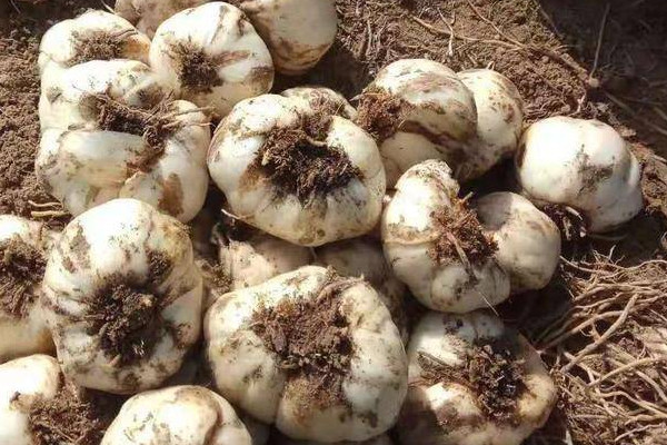 探訪小巷中的獨(dú)特百合小店，新鮮百合上市季節(jié)揭秘！