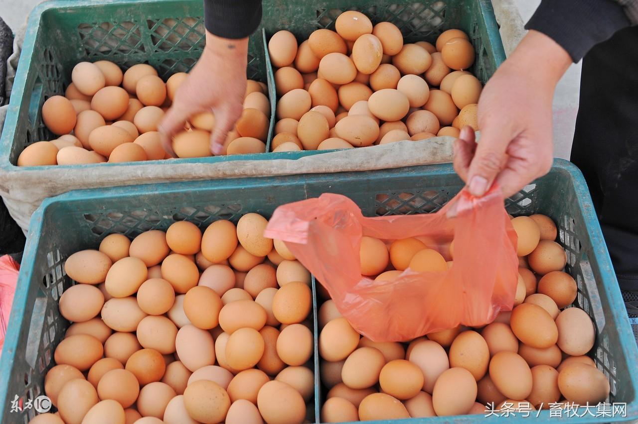全國(guó)雞蛋最新批發(fā)價(jià)，市場(chǎng)分析、趨勢(shì)預(yù)測(cè)及影響因素全解析